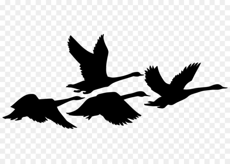 Силуэт птицы в полете