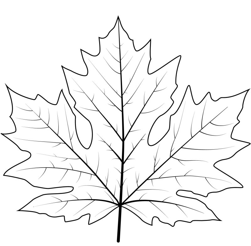 Листочки клена раскраска
