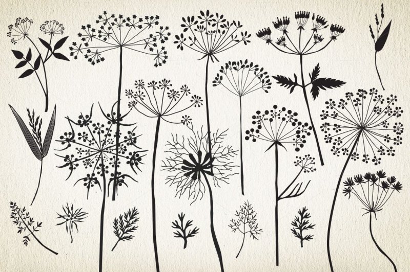 Зонтичные растения Графика