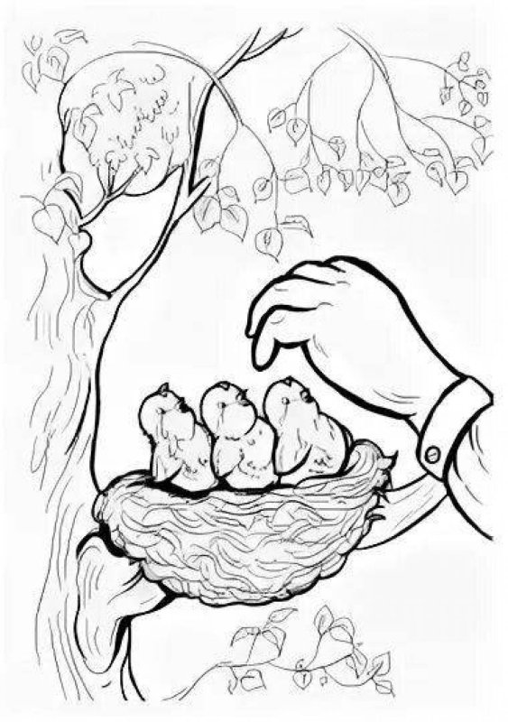 Раскраска не разоряйте птичьи гнезда