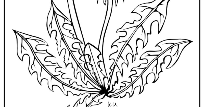 Листья одуванчика раскраска