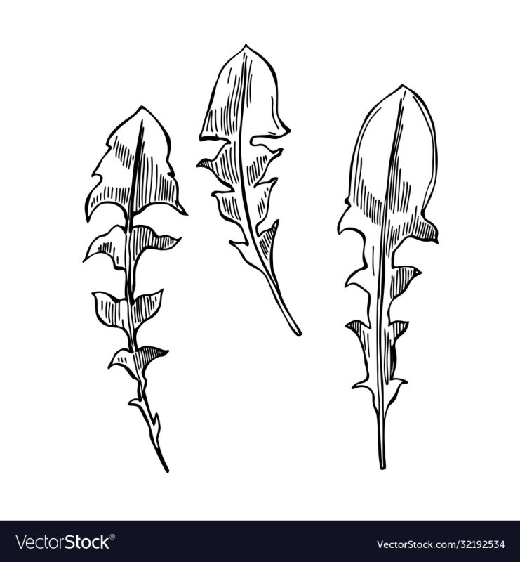 Лист одуванчика трафарет для вырезания