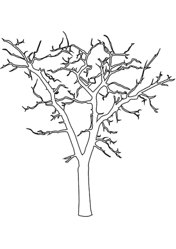 Дерево без листвы раскраска