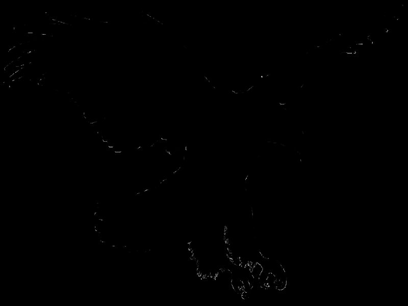 Силуэты хищных птиц для отпугивания