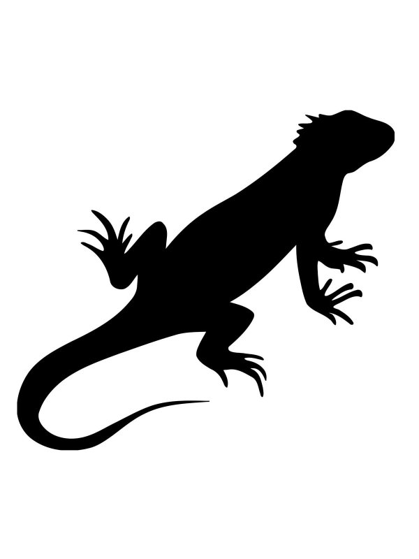 Черная игуана