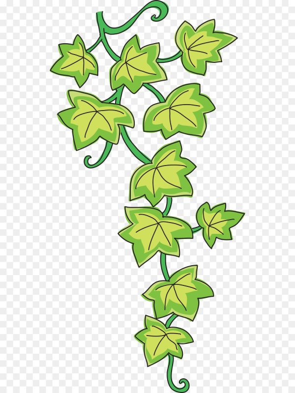 Плющ Вьюнок