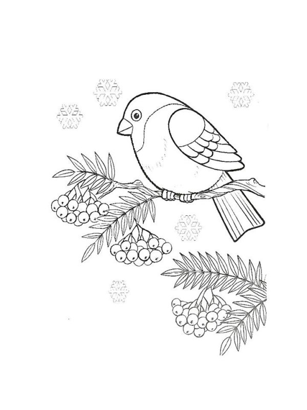 Снегирь раскраска для малышей