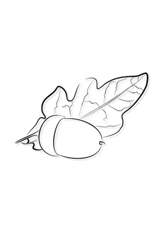 Раскраска дуб с желудями