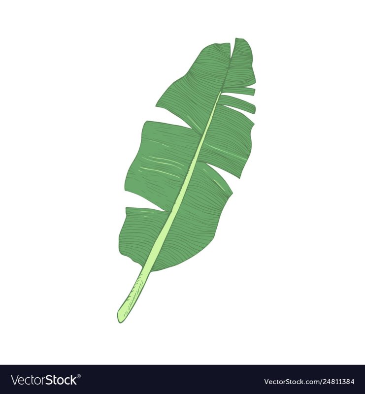 Листья банановой пальмы