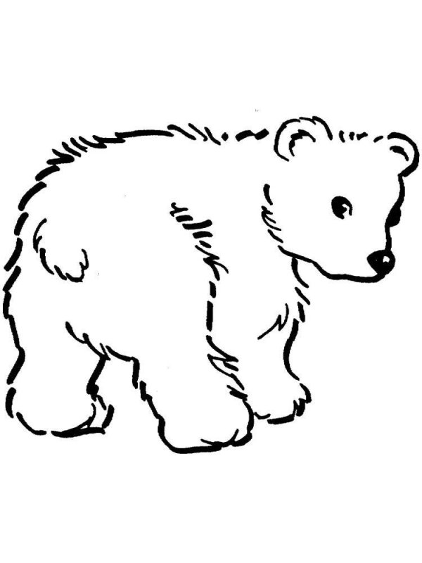 Медведь раскраска для детей