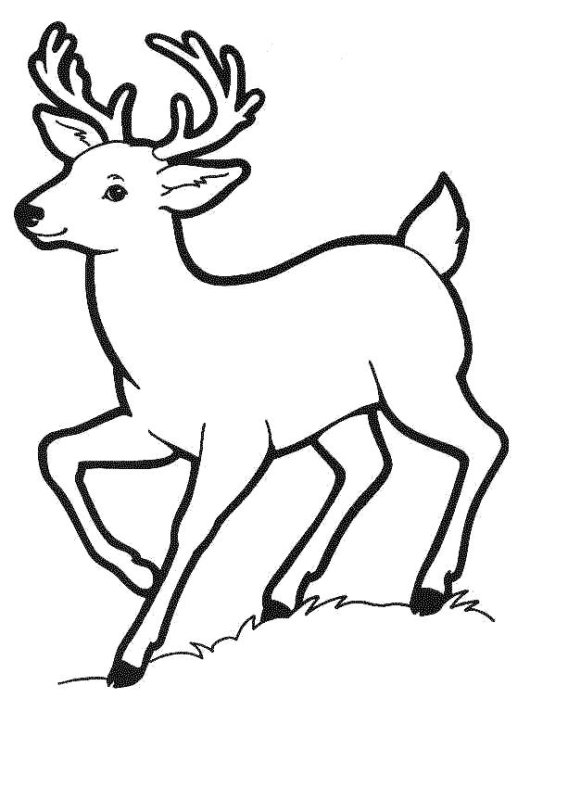 Олень раскраска