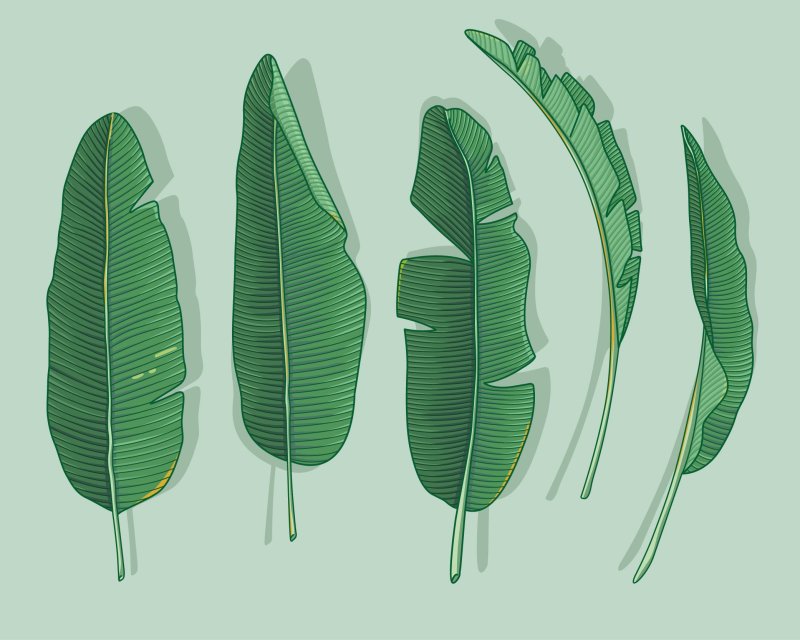 Листья пальмы банана