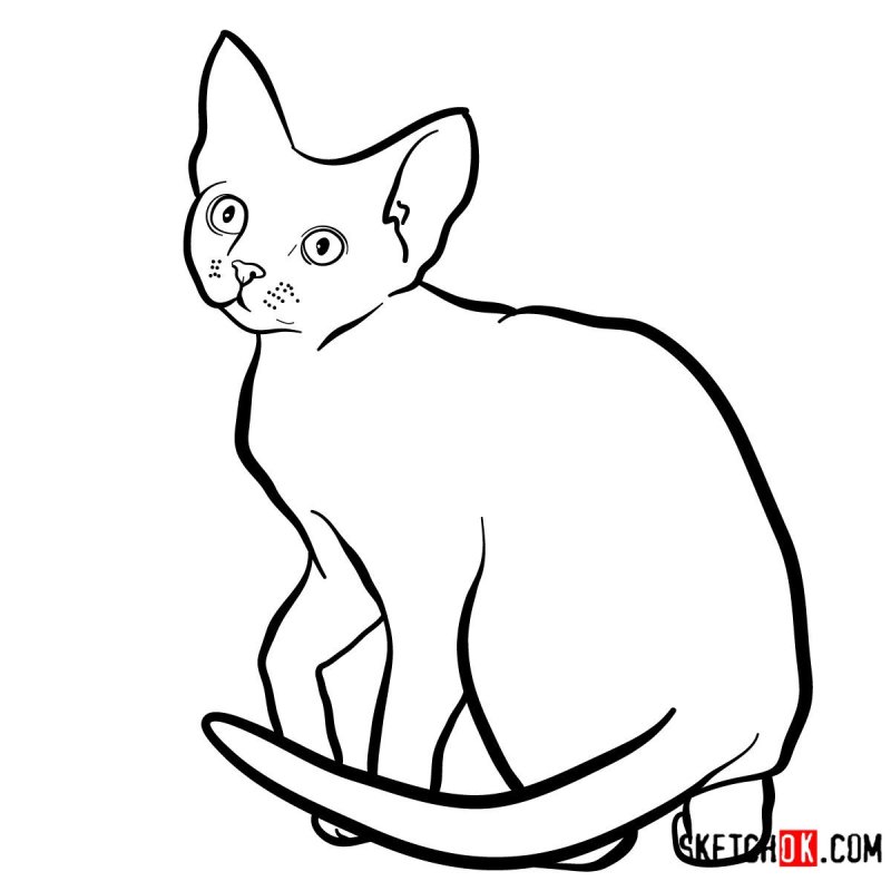 Русская голубая кошка