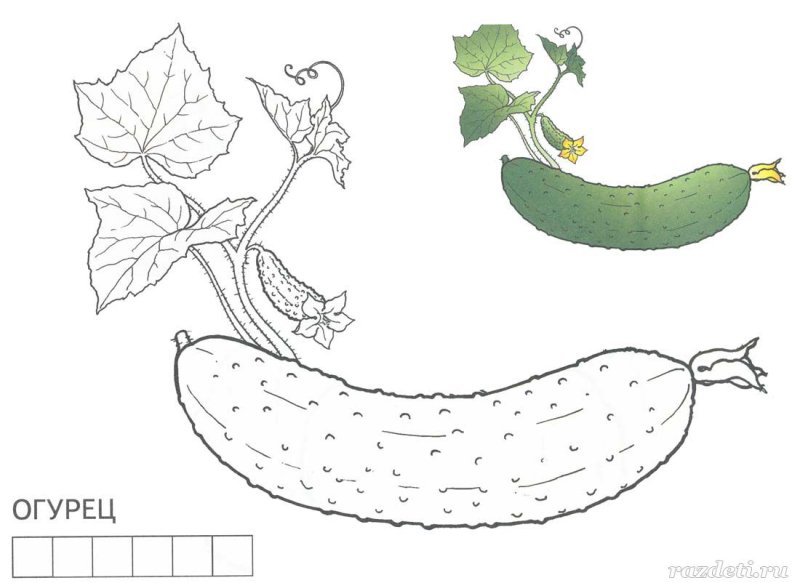 Огурец картинка раскраска