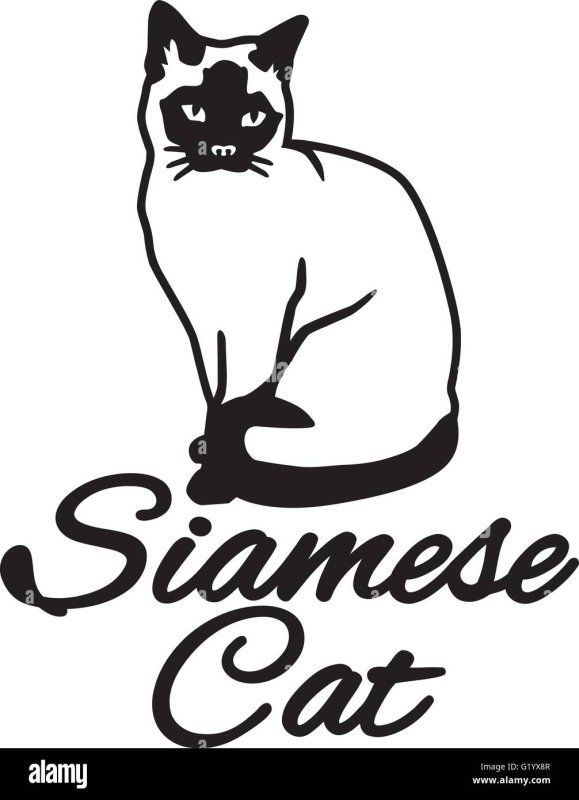 Сиамская кошка