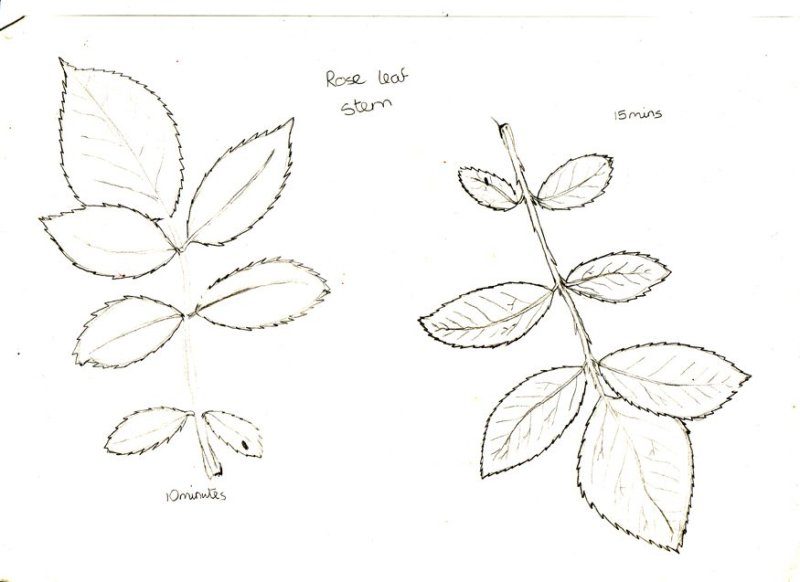 Трафарет листьев розы