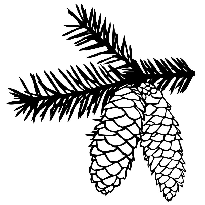 Ветка с шишками