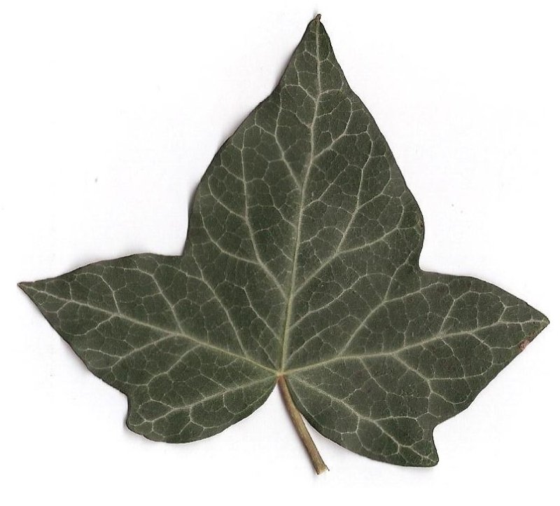 Листья плюща обыкновенного