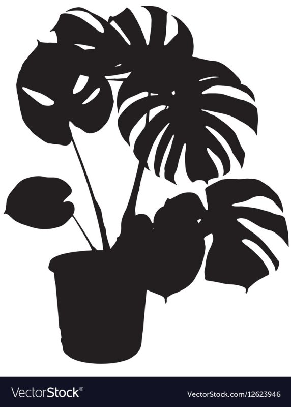 Монстера в горшке вектор