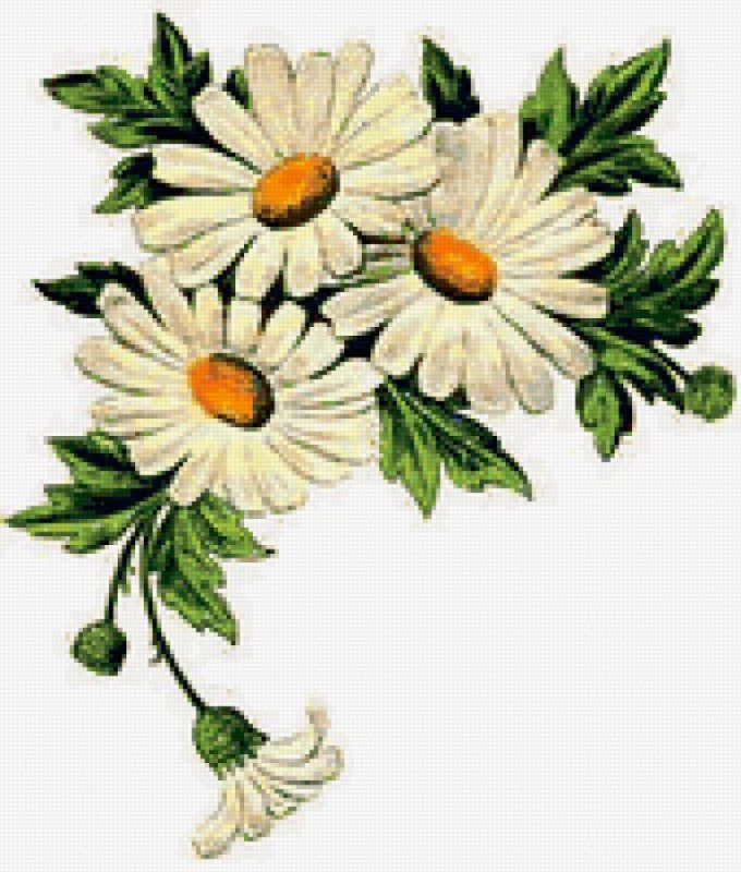 Ромашка рисунок