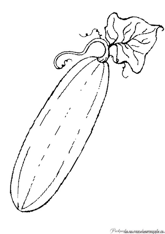 Огурец раскраска для детей