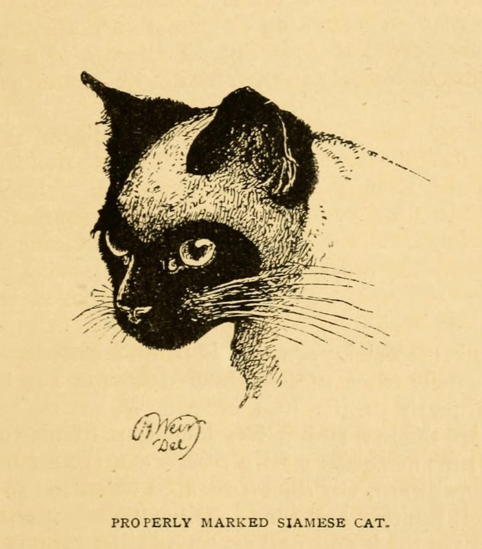 Тату Сиамская кошка эскизы