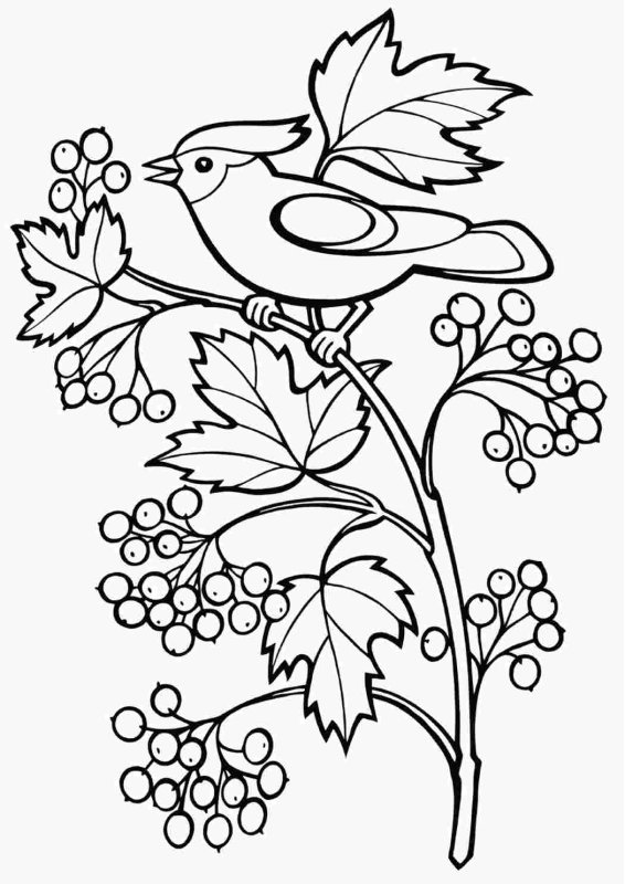 Ветка рябины раскраска для детей