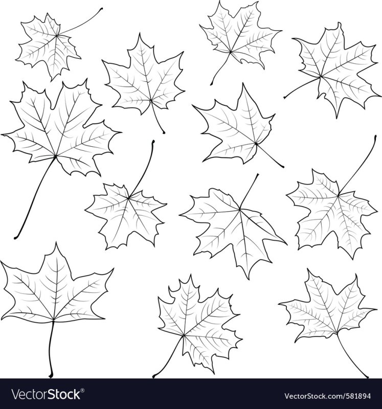 Лист клена раскраска