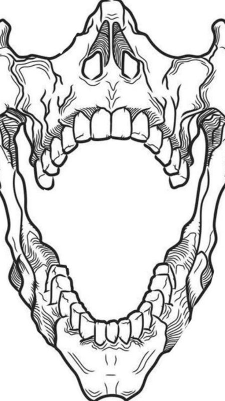 Челюсть эскиз