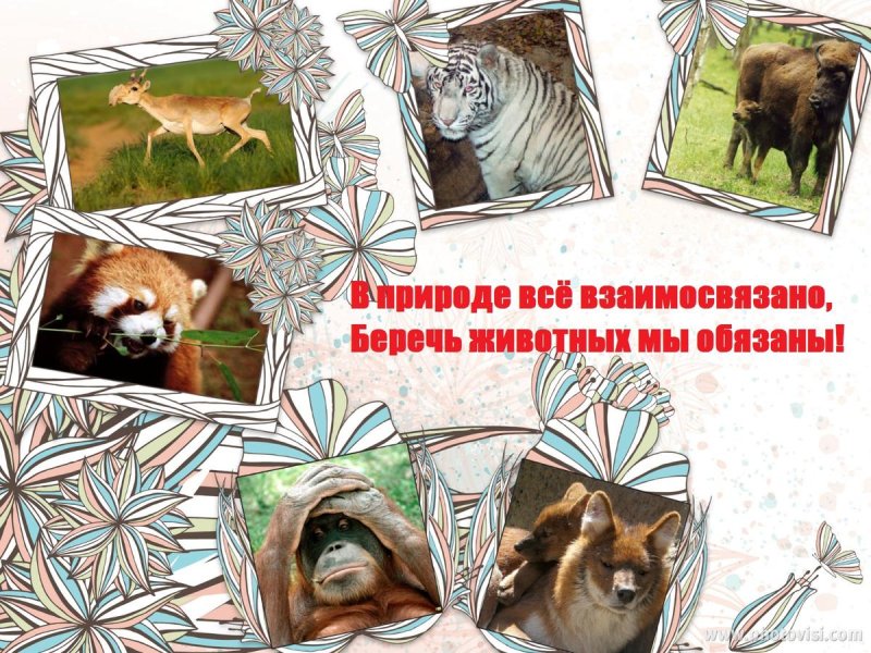 Берегите животных