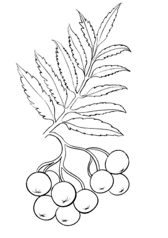 Раскраска рябина ветка для малышей