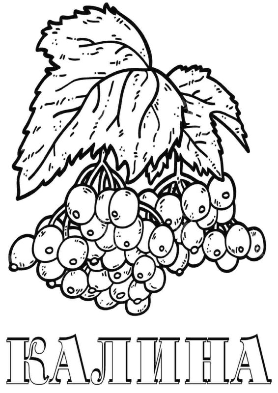 Ягоды раскраска для детей