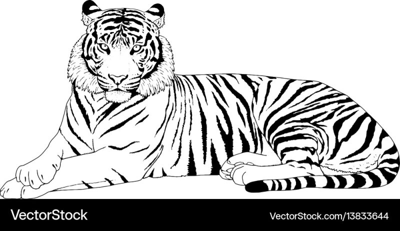 Амурский тигр на белом фоне