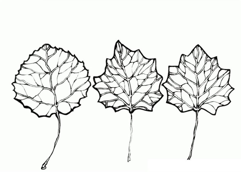 Лист осины раскраска для детей
