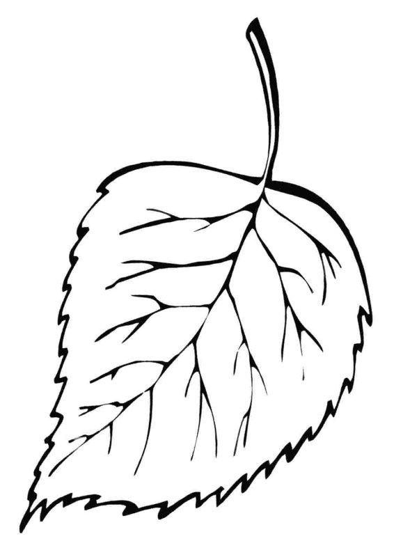 Лист липы раскраска