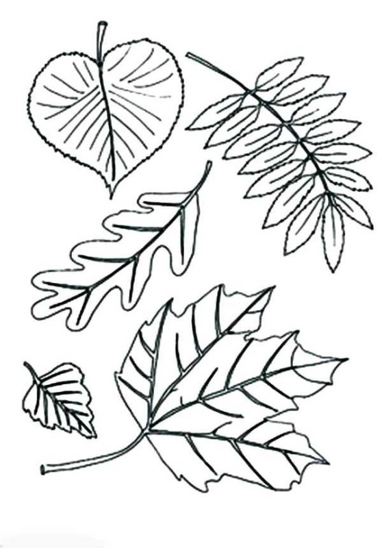Листья раскраска