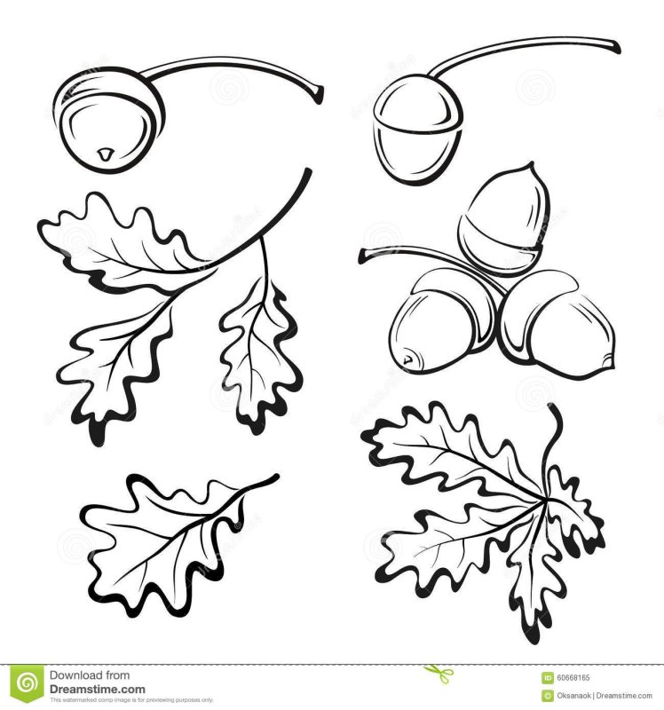 Раскраска ветка дуба с желудями