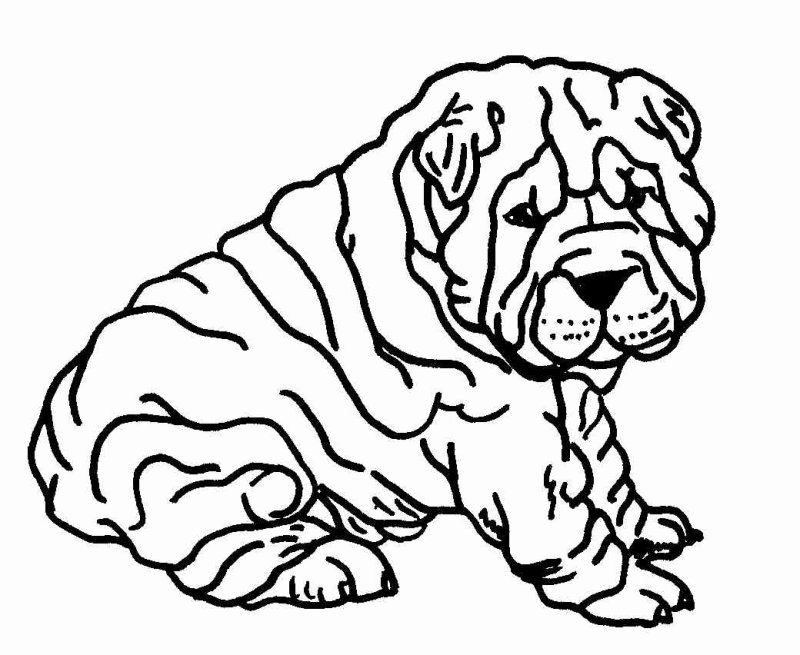 Шарпей раскраска