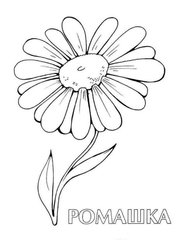 Ромашка раскраска
