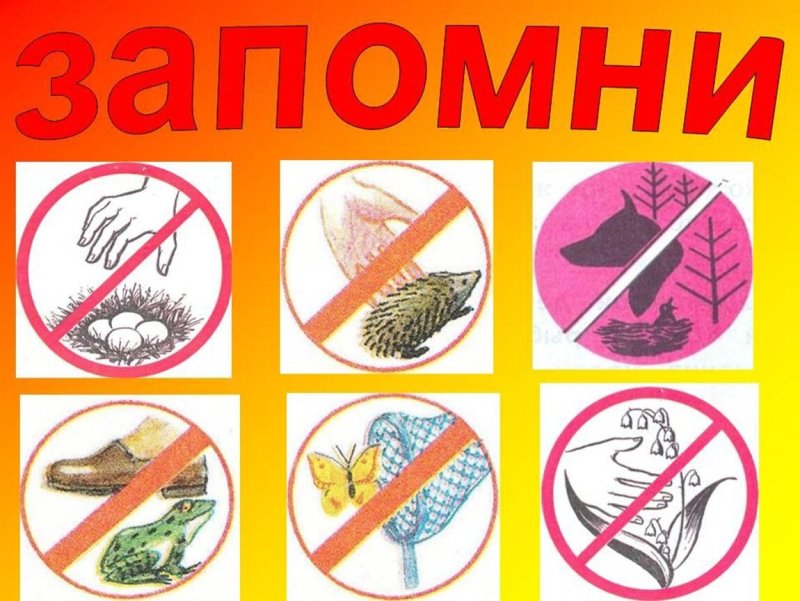 Плакат охрана животных