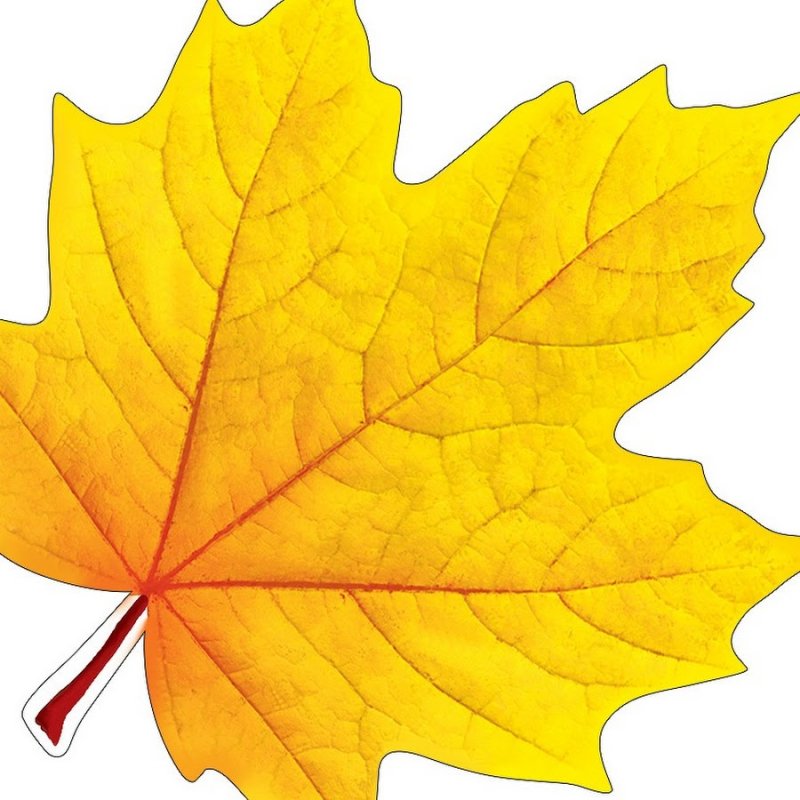 Кленовый лист 20х20