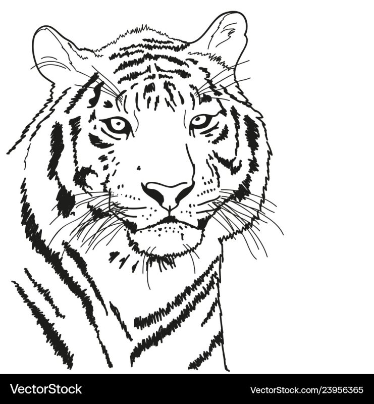 Голова тигра раскраска