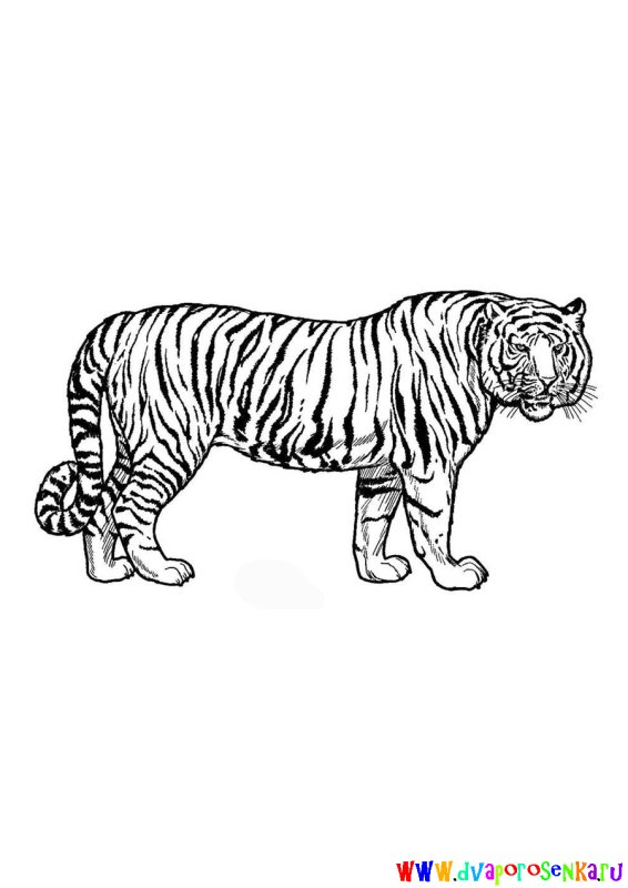 Контур тигра карандашом - вид сбоку