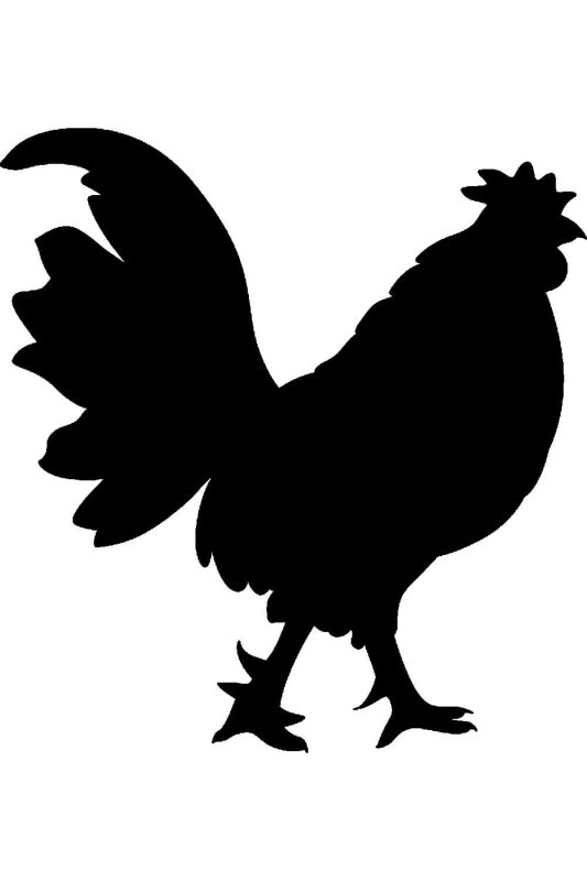 Тень петуха