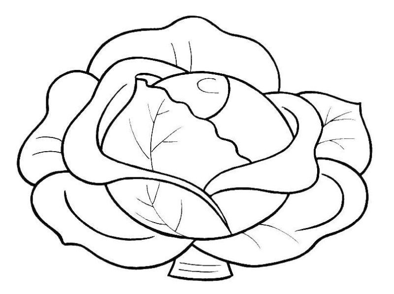 Капуста раскраска