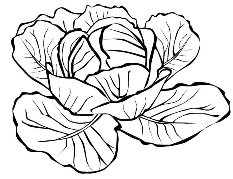 Капуста рисунок