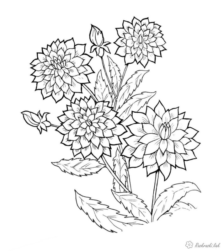 Хризантема Астра бархатцы чб