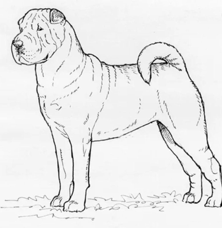 Нарисовать шарпея