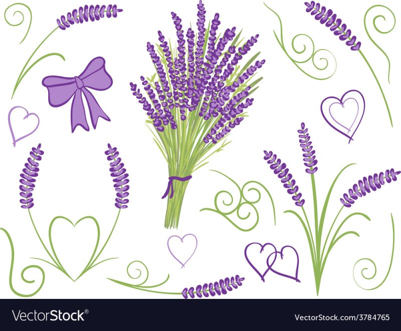 Лаванда рисунок