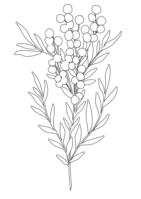 Веточка мимозы раскраска